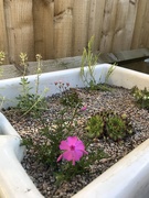27th May 2020 - New Alpines..