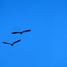 2 herons by steveandkerry