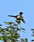 25th May 2020 - Magpie
