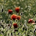 I love poppies by orchid99