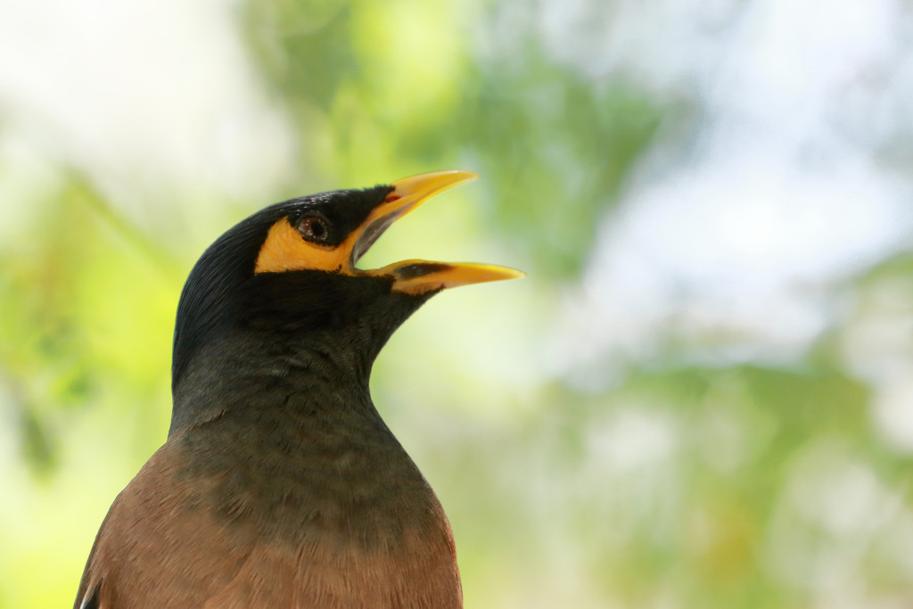 Common Myna by ingrid01