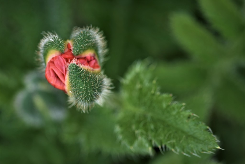 yet another poppy by christophercox