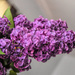 Lilacs by joansmor