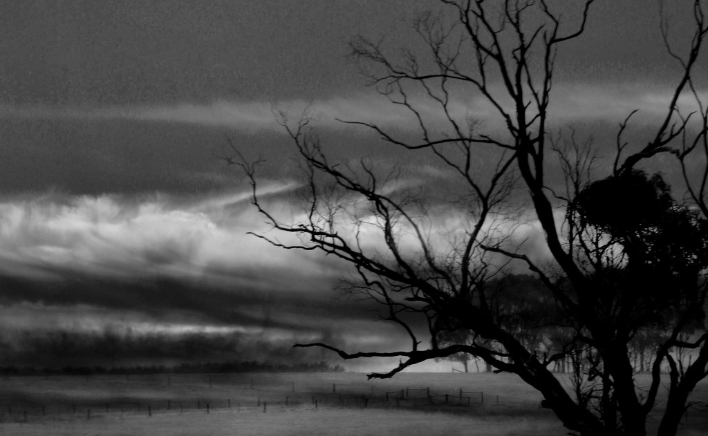 sombre tree and clouds by dianeburns