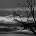 sombre tree and clouds by dianeburns