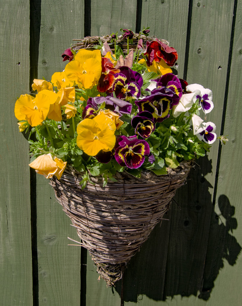 Pansy Basket by clivee