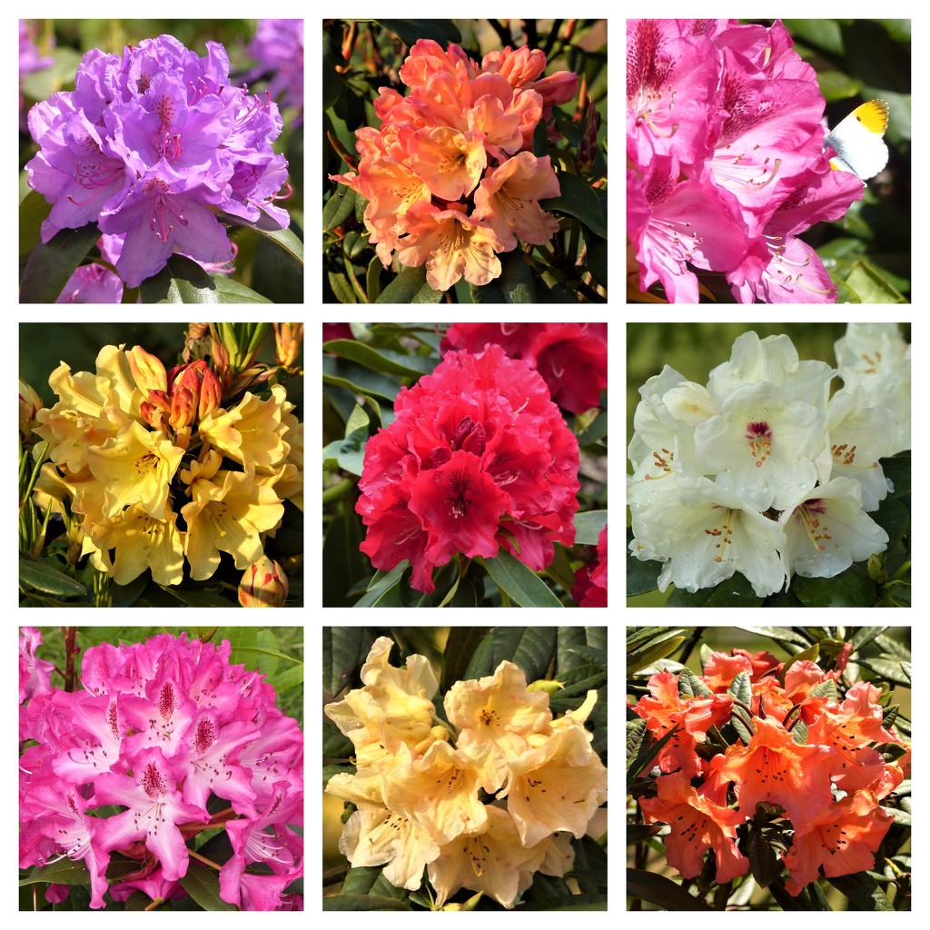  Rhododendrons in our Garden by susiemc