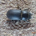 Beetle by arthurclark