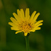 meadow salsify by rminer