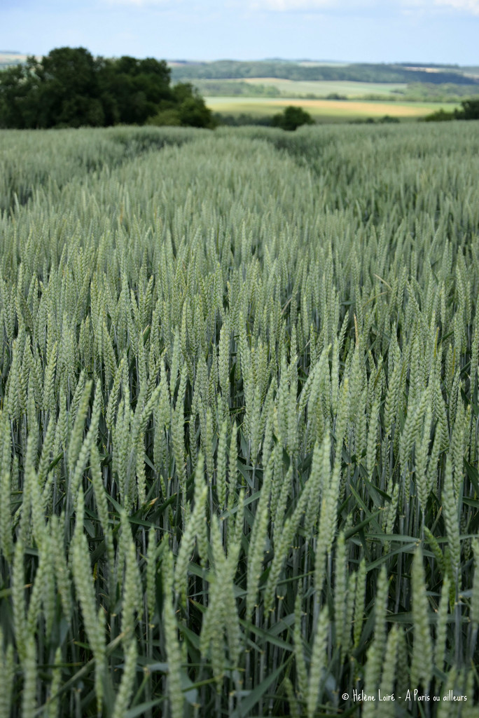 wheat field by parisouailleurs