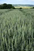 28th May 2020 - wheat field