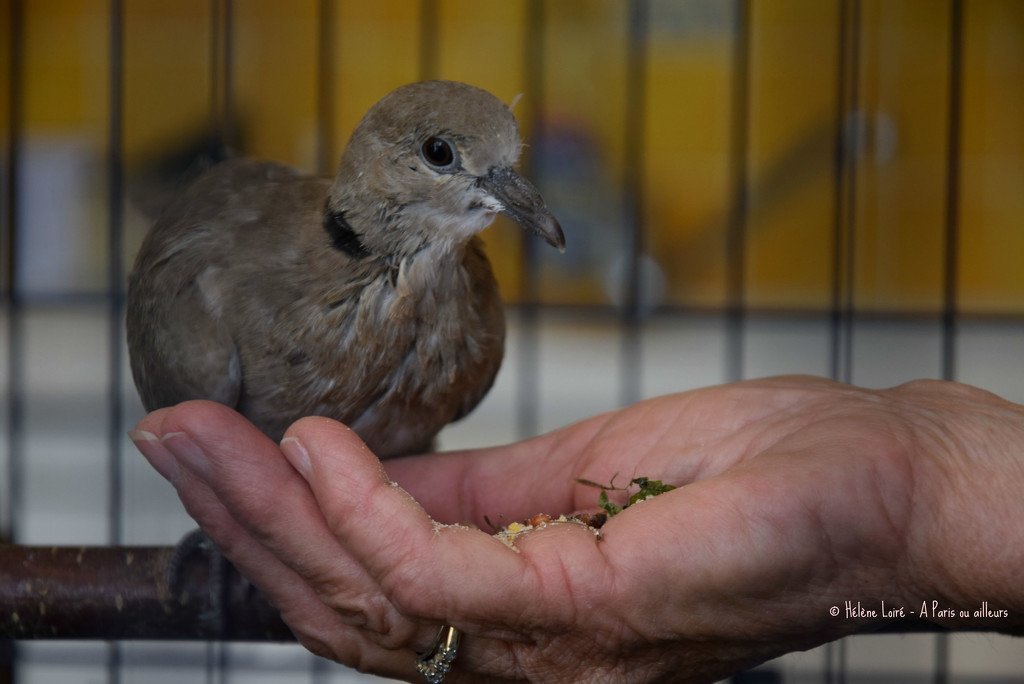 rescued young turtledove by parisouailleurs