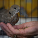 rescued young turtledove by parisouailleurs