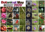 2nd Jun 2020 - a botanical wrap