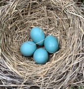 1st Jun 2020 - Robin Eggs