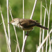 Reed warbler by janturnbull