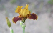 1st Jun 2020 - Izetta's Irises