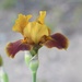Izetta's Irises by paintdipper
