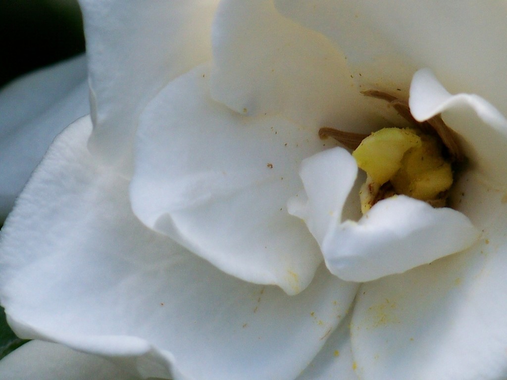Inside a gardenia by marlboromaam