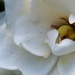 Inside a gardenia by marlboromaam