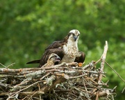 31st May 2020 - LHG-6751- osprey and her young