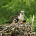 LHG-6751- osprey and her young by rontu