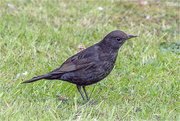 1st Jun 2020 - Female Blackbird