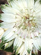 1st Jun 2020 - Astrantia Flower 