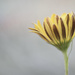 African Daisy by lstasel