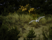 1st Jun 2020 - White Egret Flying