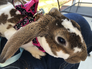 1st Jun 2020 - A bunny in a harness