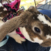 A bunny in a harness by homeschoolmom