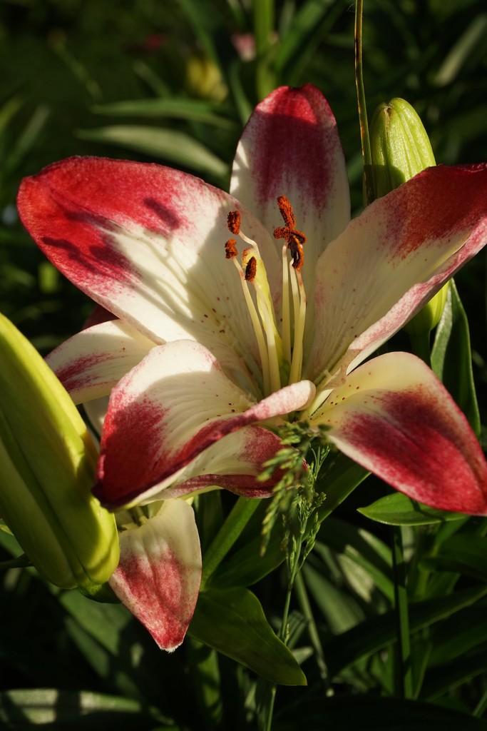 The Stargazer lilies are in bloom by tunia