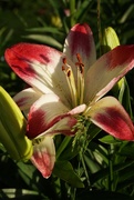 1st Jun 2020 - The Stargazer lilies are in bloom