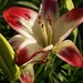 The Stargazer lilies are in bloom by tunia