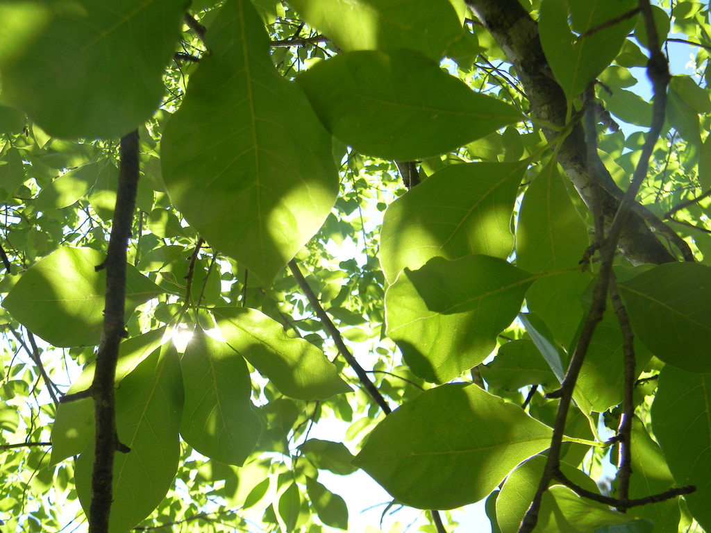 Blackgum Leaves by sfeldphotos