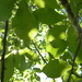 Blackgum Leaves by sfeldphotos