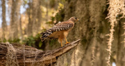 1st Jun 2020 - One of Today's Red Shouldered Hawk!