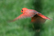 1st Jun 2020 - Cardinal in Flight