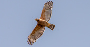 1st Jun 2020 - The Second of Today's Red Shouldered Hawk!