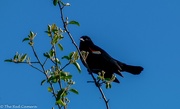 1st Jun 2020 - Charming Blackbird