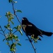 Charming Blackbird by theredcamera