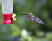 31st May 2020 - Little Hummingbird Lady
