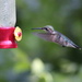 Little Hummingbird Lady by cjwhite