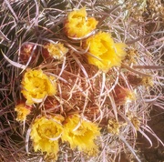 1st Jun 2020 - Cactus Flowers