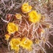 Cactus Flowers by harbie