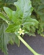 28th May 2020 - White Bryony