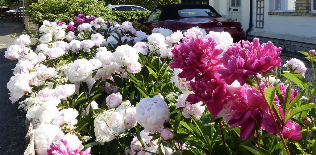 A Plethora of Peonies  by foxes37
