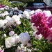 A Plethora of Peonies  by foxes37