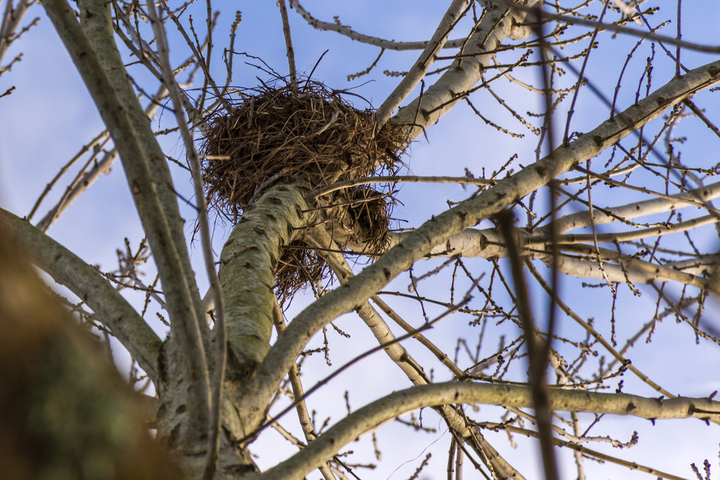 Crow's Nest by nickspicsnz